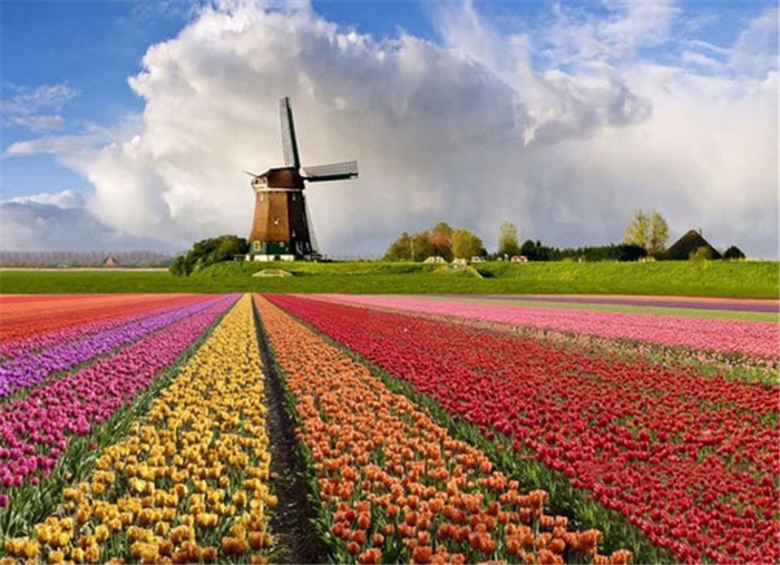 荷兰郁金香.jpg