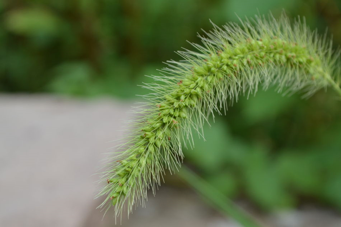 狗尾草.jpg
